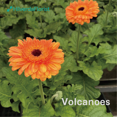 【数量限定】大輪 パティオ ガーベラ (Patio Gerbera) 【6号サイズ】【底面給水】【スリット鉢】