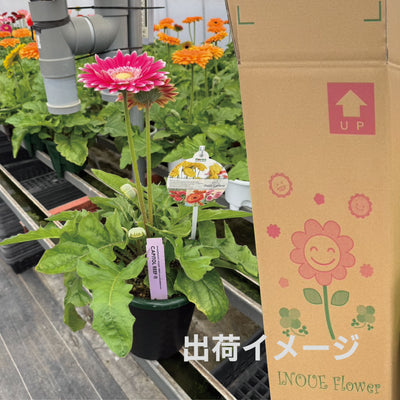 【数量限定】大輪 パティオ ガーベラ (Patio Gerbera) 【6号サイズ】【底面給水】【スリット鉢】