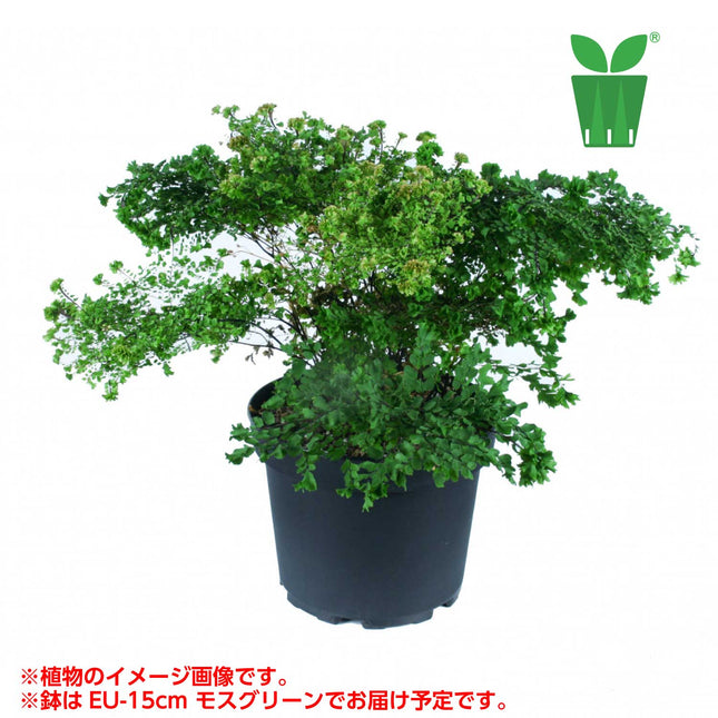 アジアンタム テネルム ピーコック Adiantum tenerum "Peacock"【5号サイズ】【花の海さん】【スリットプランツ】