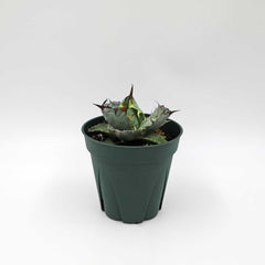 Collection image for: 多肉植物・一点物の植物