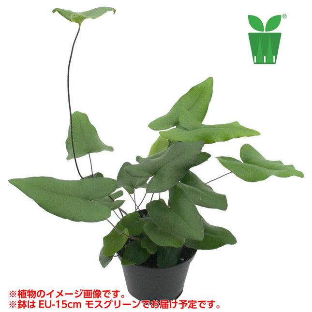 ヘミオニティス ハートファーン Hemionitis arifolia "Heart Fern"【5号サイズ】【花の海さん】【スリットプランツ】