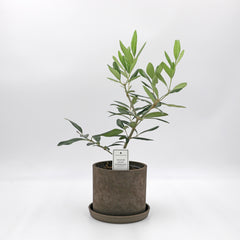 Collection image for: 植物