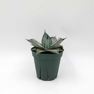 アガベ チタノタ ライオンズメーン Agave titanota Lion's Mane 【3.5号サイズ】【優良株】