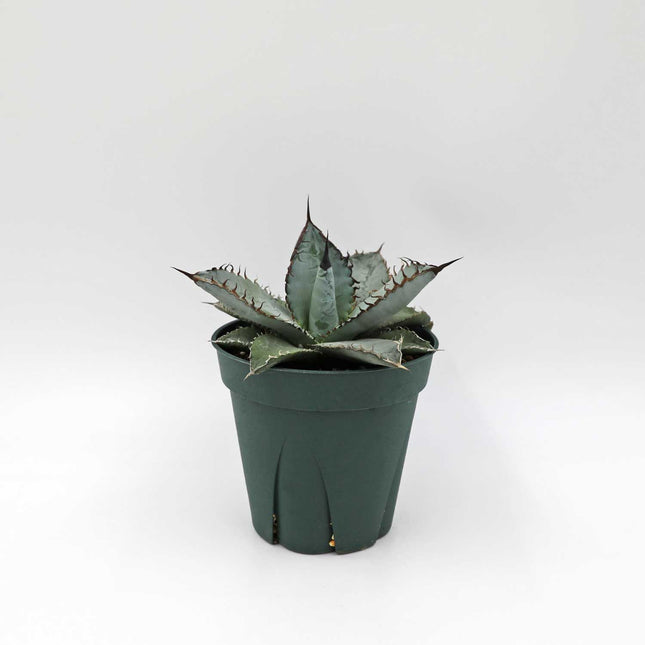 アガベ チタノタ ライオンズメーン Agave titanota Lion's Mane 【3.5号サイズ】【優良株】