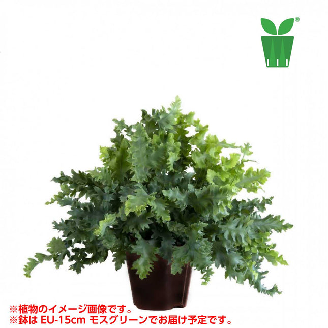 フレボディウム ダバナ Phlebodium aureum 'Mandaianum'【5号サイズ】【花の海さん】【スリットプランツ】