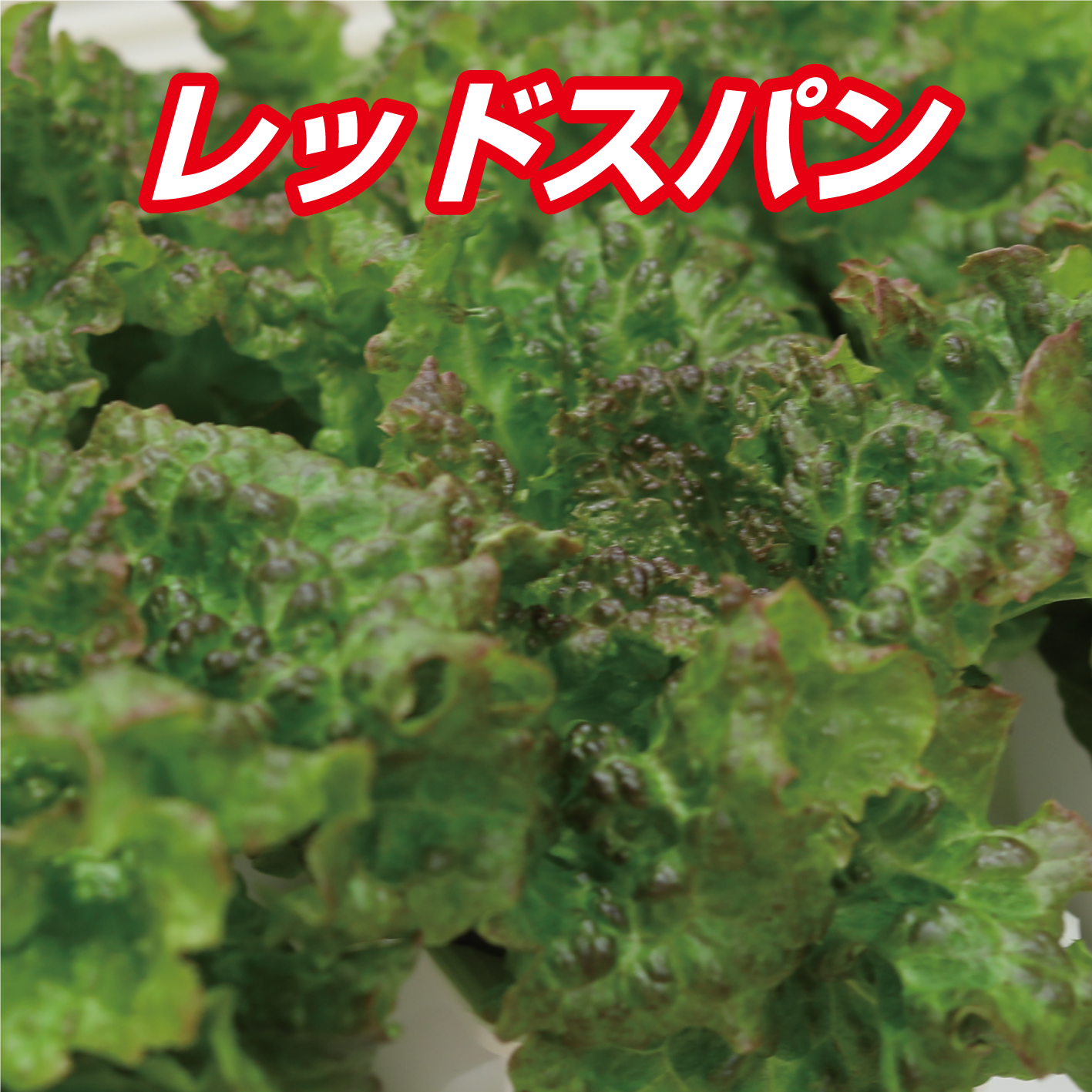 新鮮な根付きレタス3種MIX 1kg 愛知県産【朝採り当日発送】