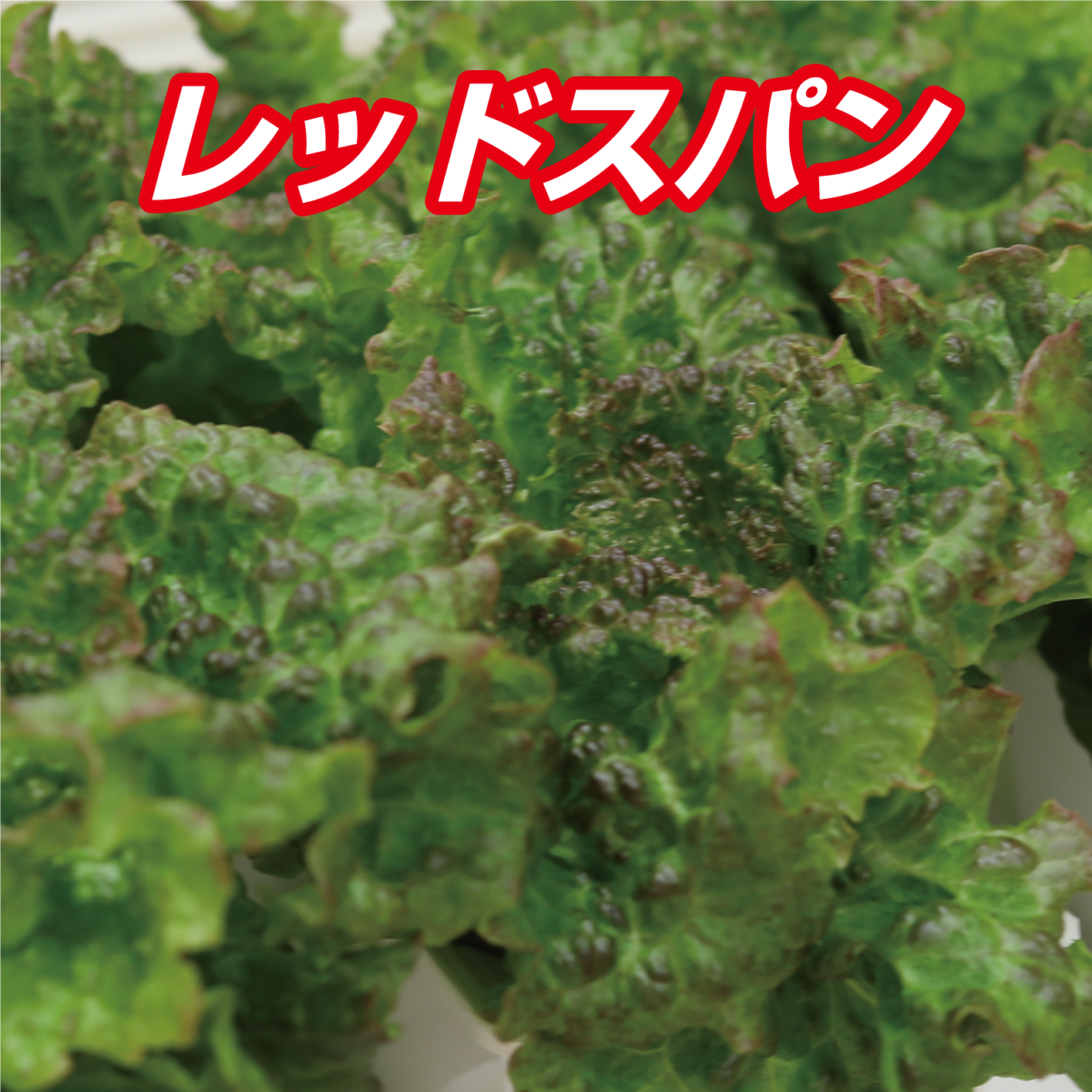新鮮な根付き「リプラスレタス」3種MIX 1kg 愛知県産【朝採り当日発送 新鮮な根付き「リプラスレタス」3種MIX 1kg 愛知県産【朝採り当日発送