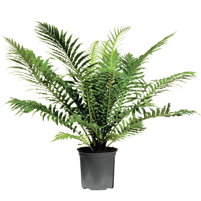 ブレクナム シルバーレディ Blechnum gibbum "Silver Lady"®【5号サイズ】【花の海さん】【スリットプランツ】