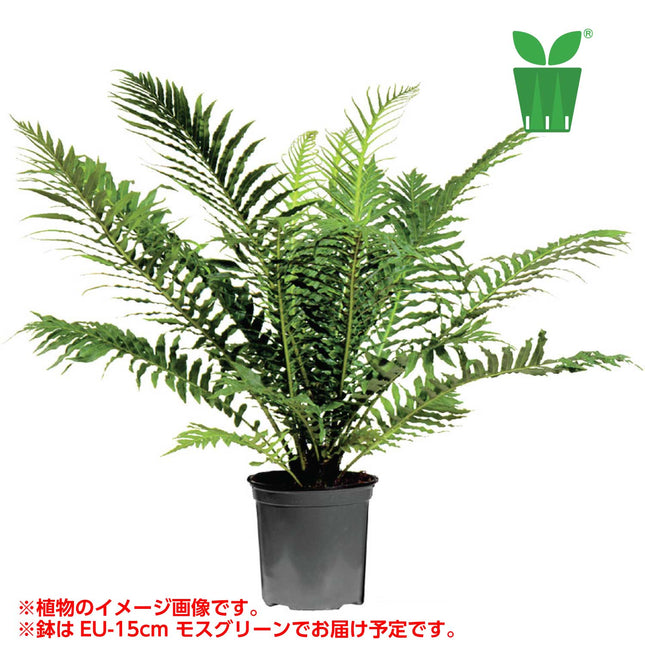 ブレクナム シルバーレディ Blechnum gibbum "Silver Lady"®【5号サイズ】【花の海さん】【スリットプランツ】