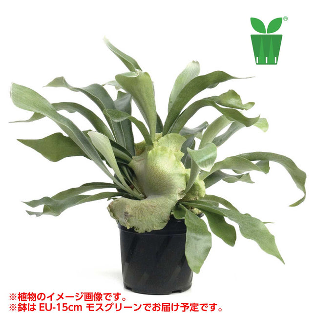 ビカクシダ ネザーランド Platycerium bifurcatum "Netherlands"【5号サイズ】【花の海さん】【スリットプランツ】
