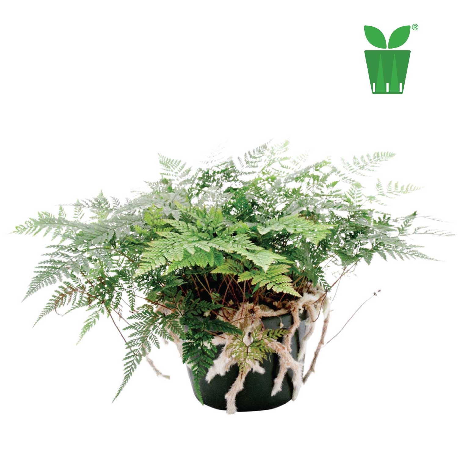 ダバリア ホワイトラビットフットファーン Davallia mariesii "White Rabbit Foot Fern"【5号サイズ】【花の海さん】【スリットプランツ】