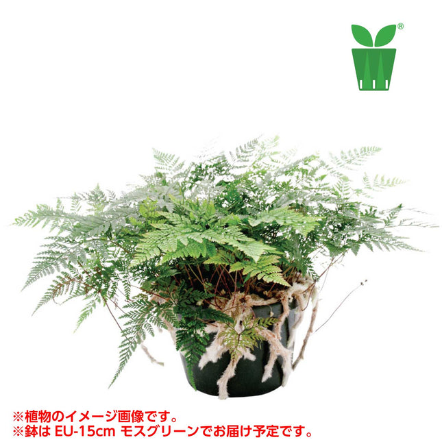 ダバリア ホワイトラビットフットファーン Davallia mariesii "White Rabbit Foot Fern"【5号サイズ】【花の海さん】【スリットプランツ】