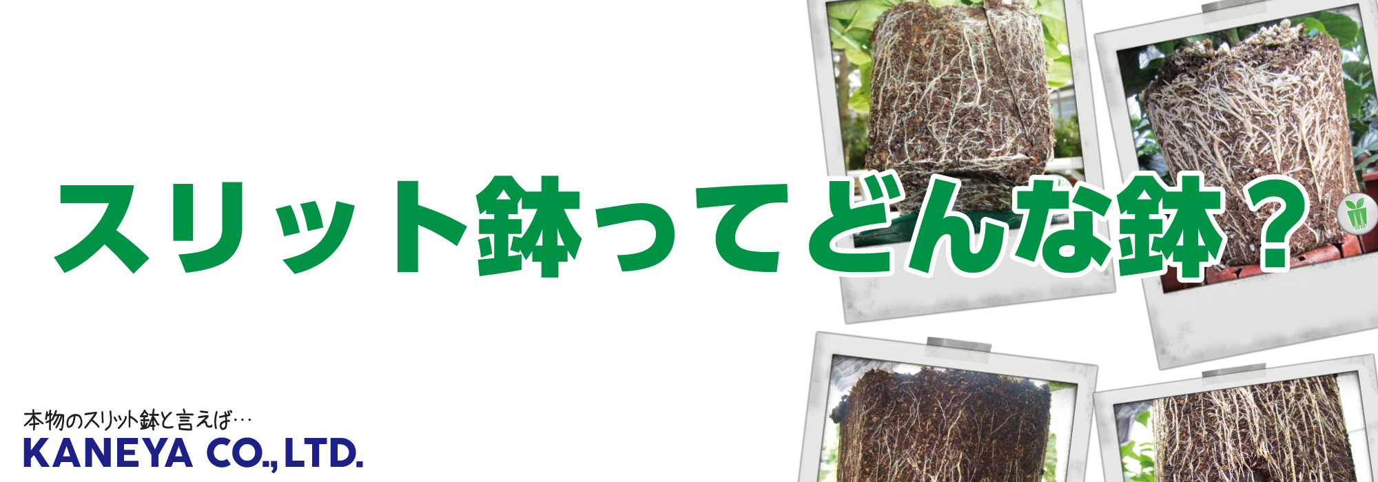 スリット鉢ってどんな鉢？