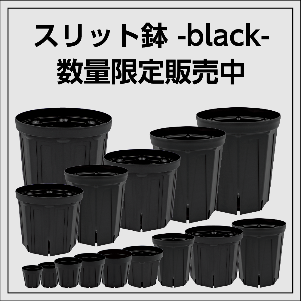 黒のスリット鉢特集